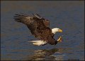 _2SB1961 american bald eagle